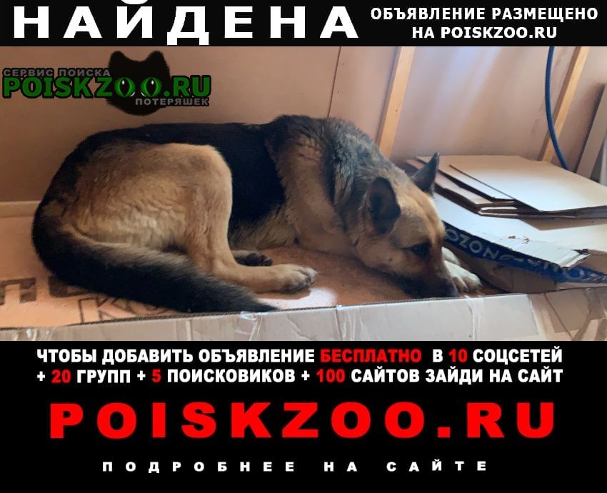 Найдена собака немецкая овчарка девочка взрослая домод, Домодедово
