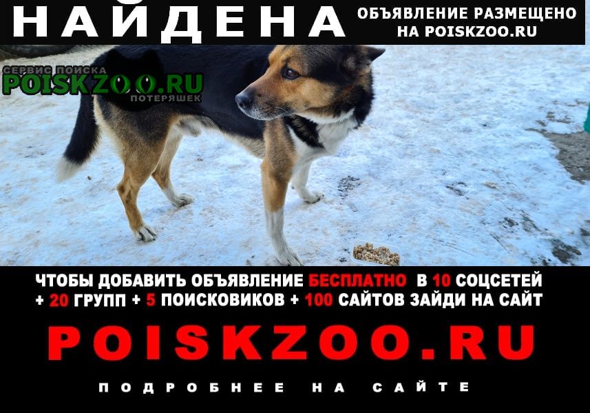 Найдена собака ищет своего хозяина и очень ждет Барнаул