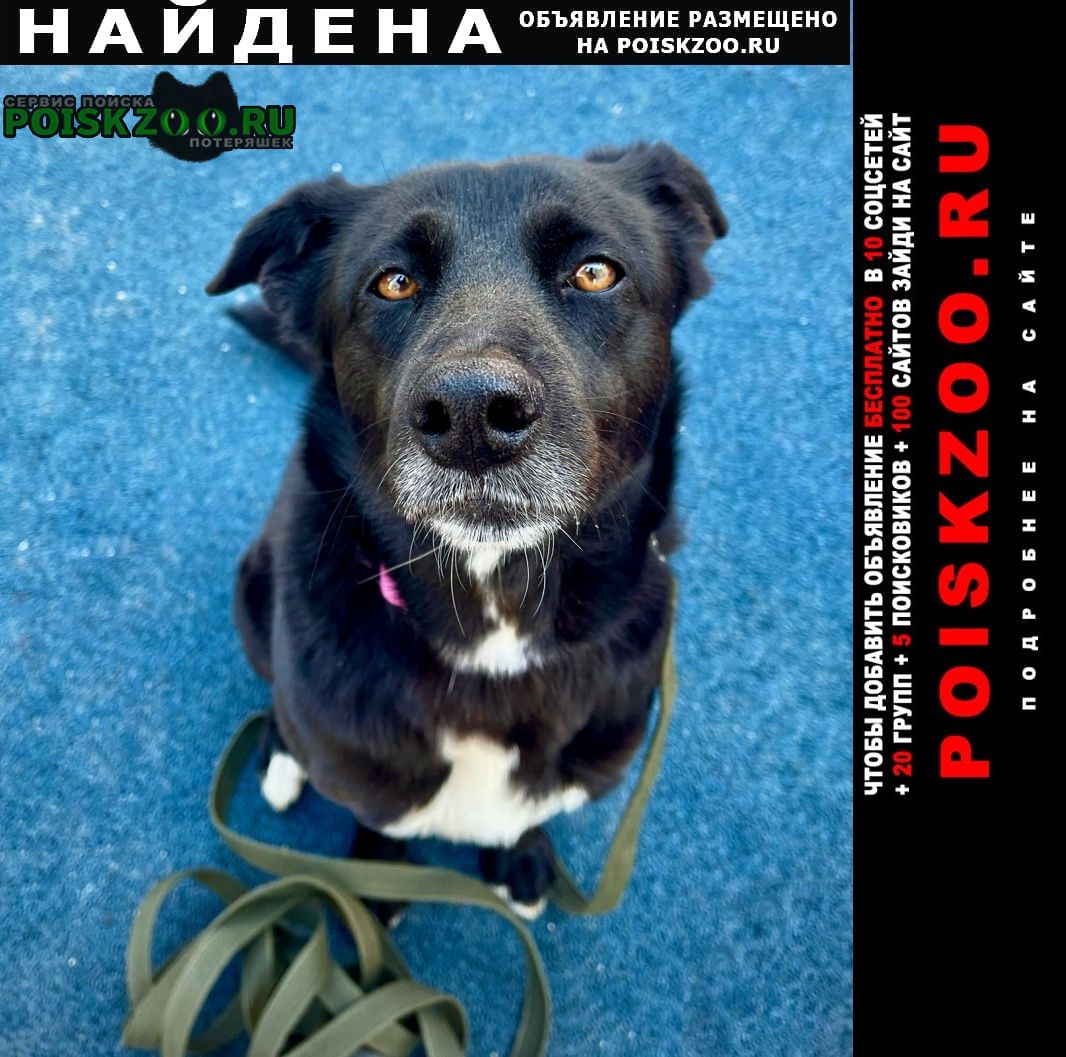 Найдена собака чёрная в ошейнике Москва