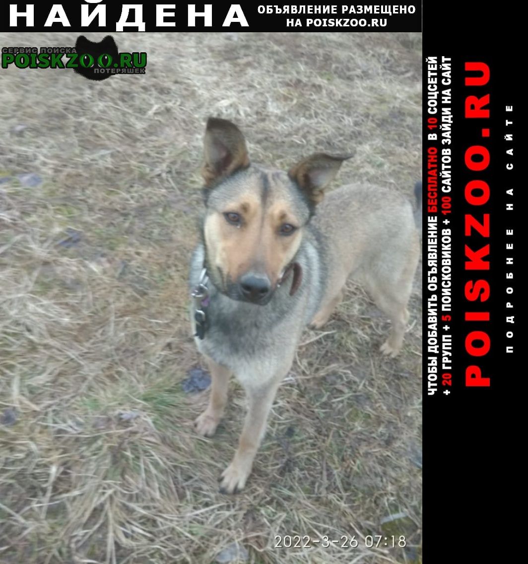 Найдена собака ул.брусилова, щербинка, бутово Москва