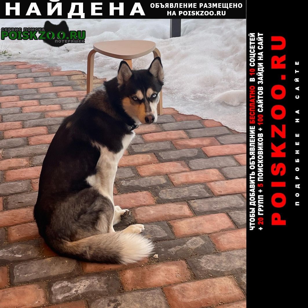 Найдена собака хаски Волоколамск