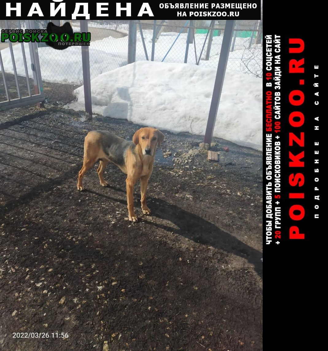 Найдена собака Саранск