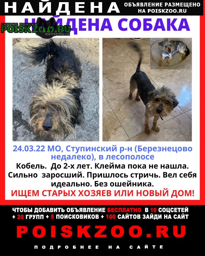 Найдена собака йорк или близкий метис Москва