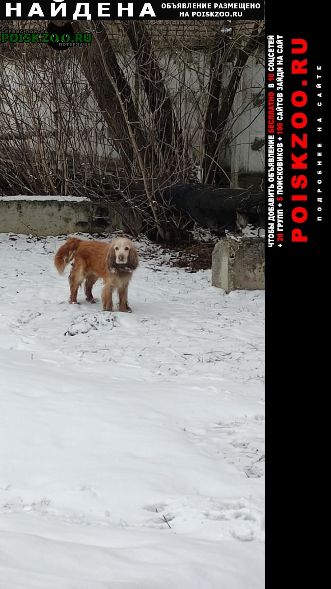 Найдена собака спаниель рыжий хвост не купирован Домодедово