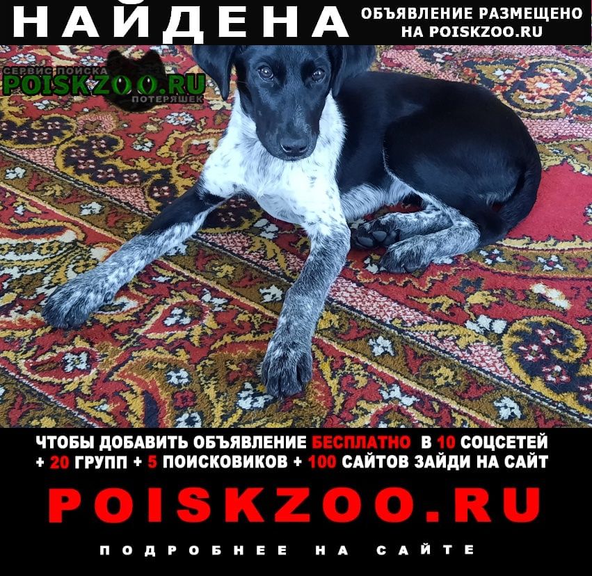 Найдена собака Егорьевск