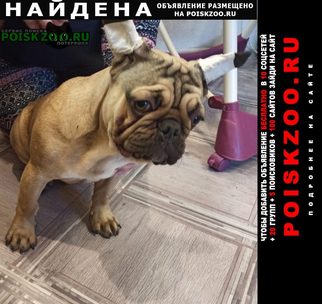 Черкесск Карачаево-Черкесская Республика Найдена собака кобель щенок