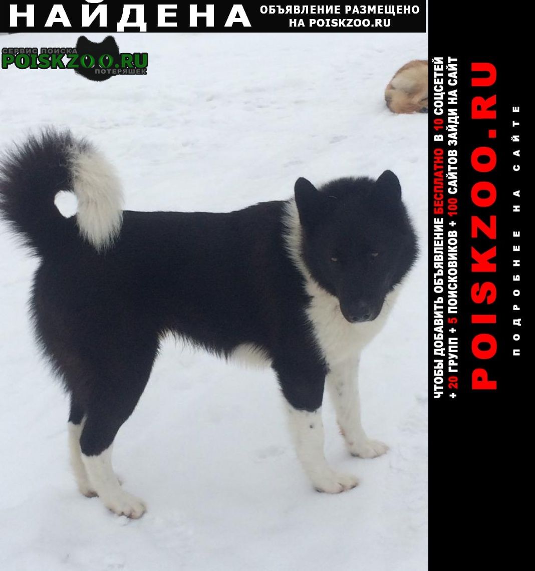 Сергиев Посад Найдена собака кобель лайка, чёрно-белый.