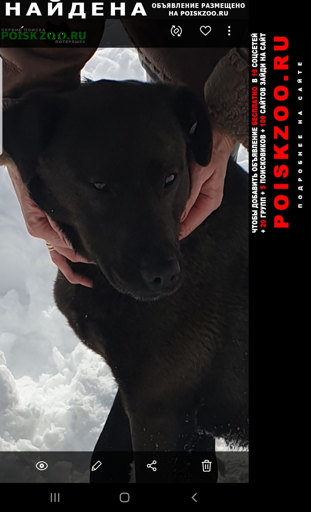 Сергиев Посад Найдена собака кобель шоколадного окраса