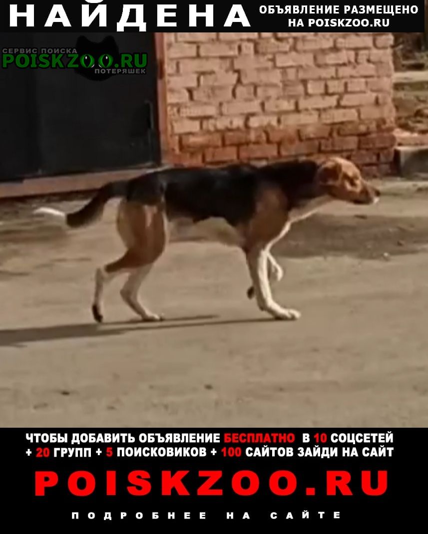 Найдена собака кобель Климовск