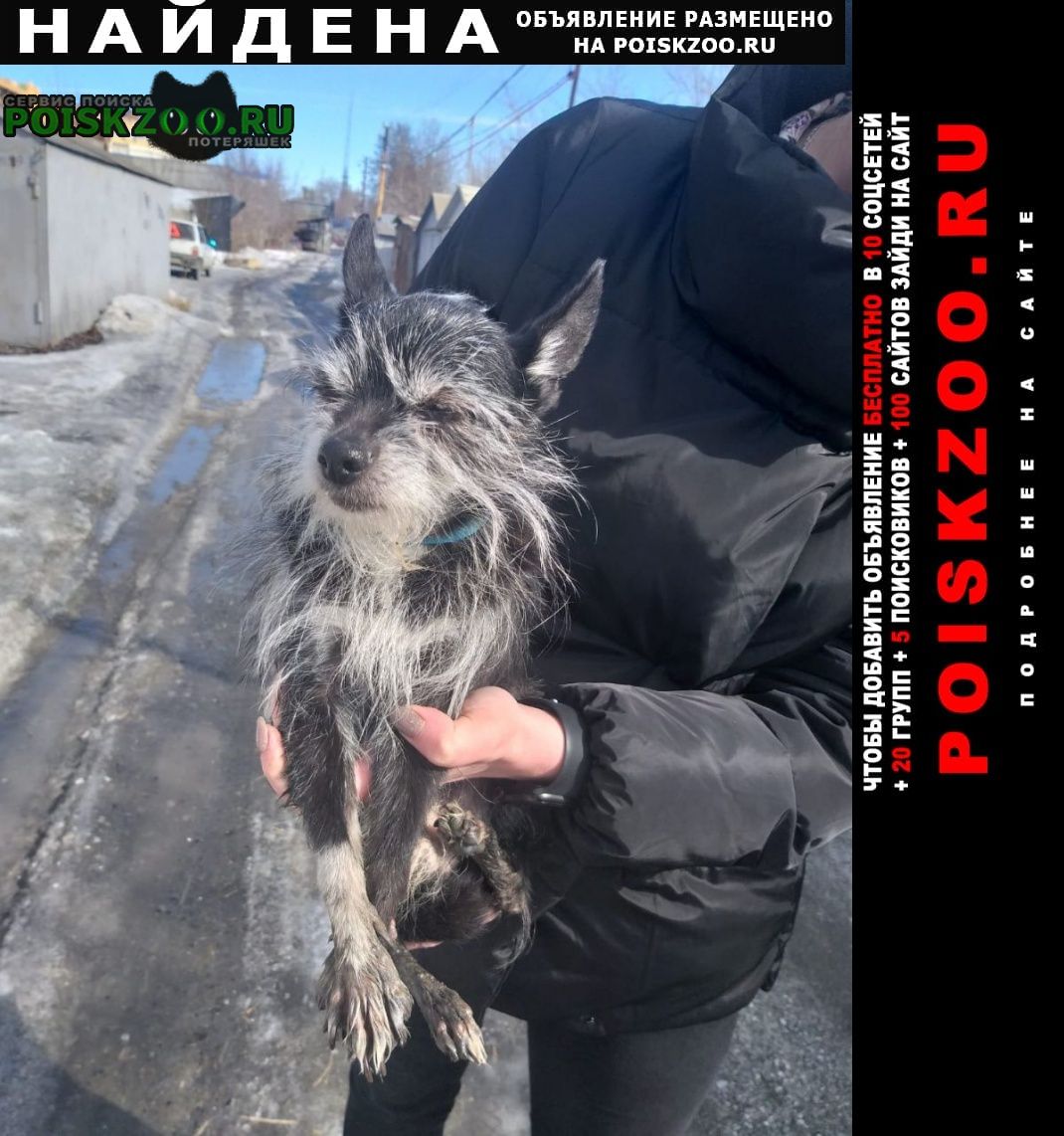 Екатеринбург Найдена собака кобель