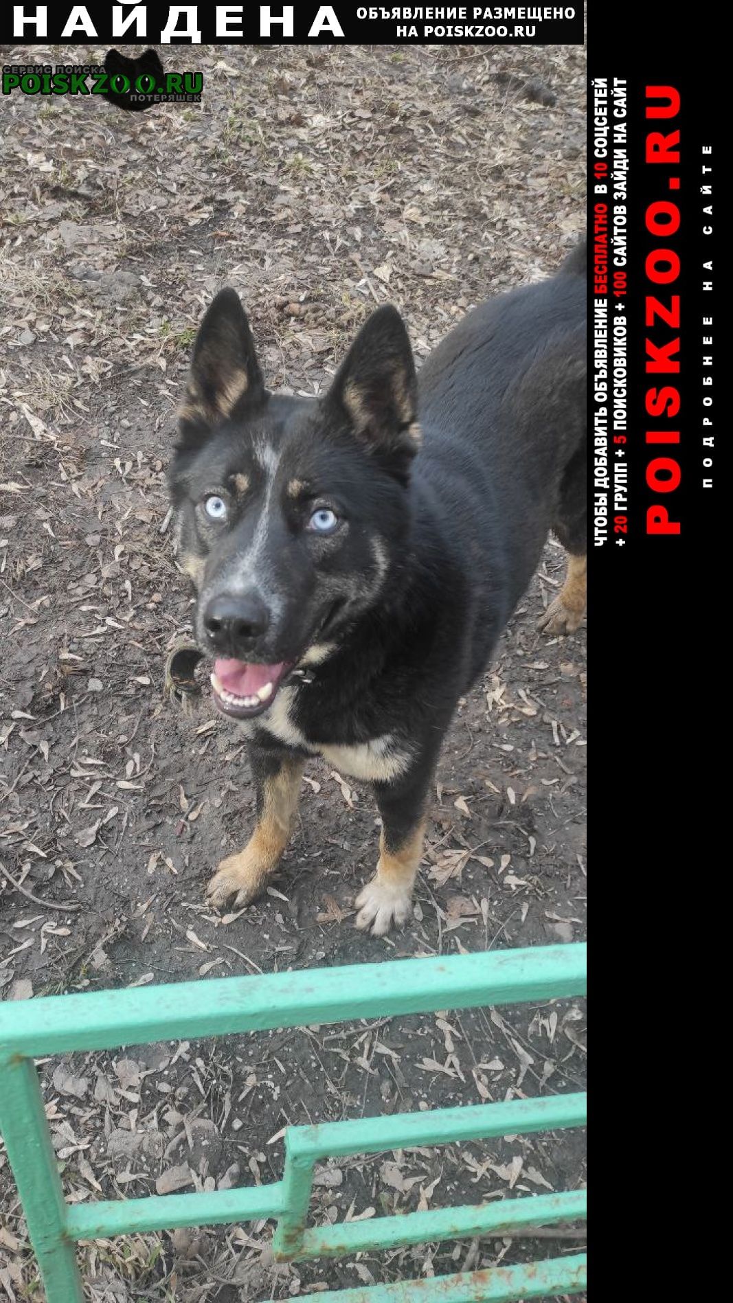 Найдена собака кобель замечен Москва