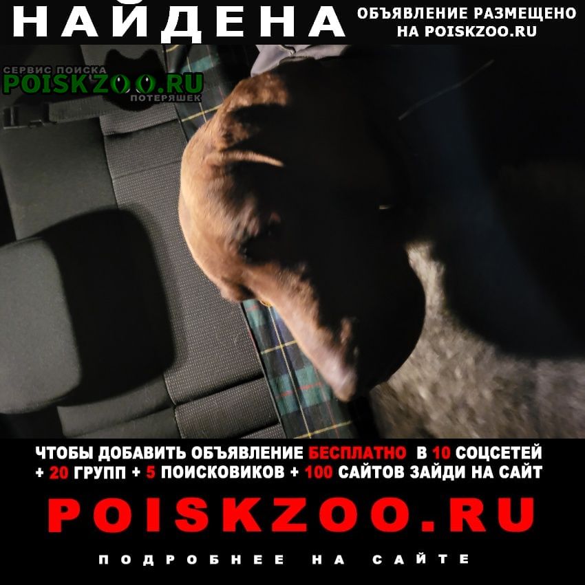 Москва Найдена собака огниково
