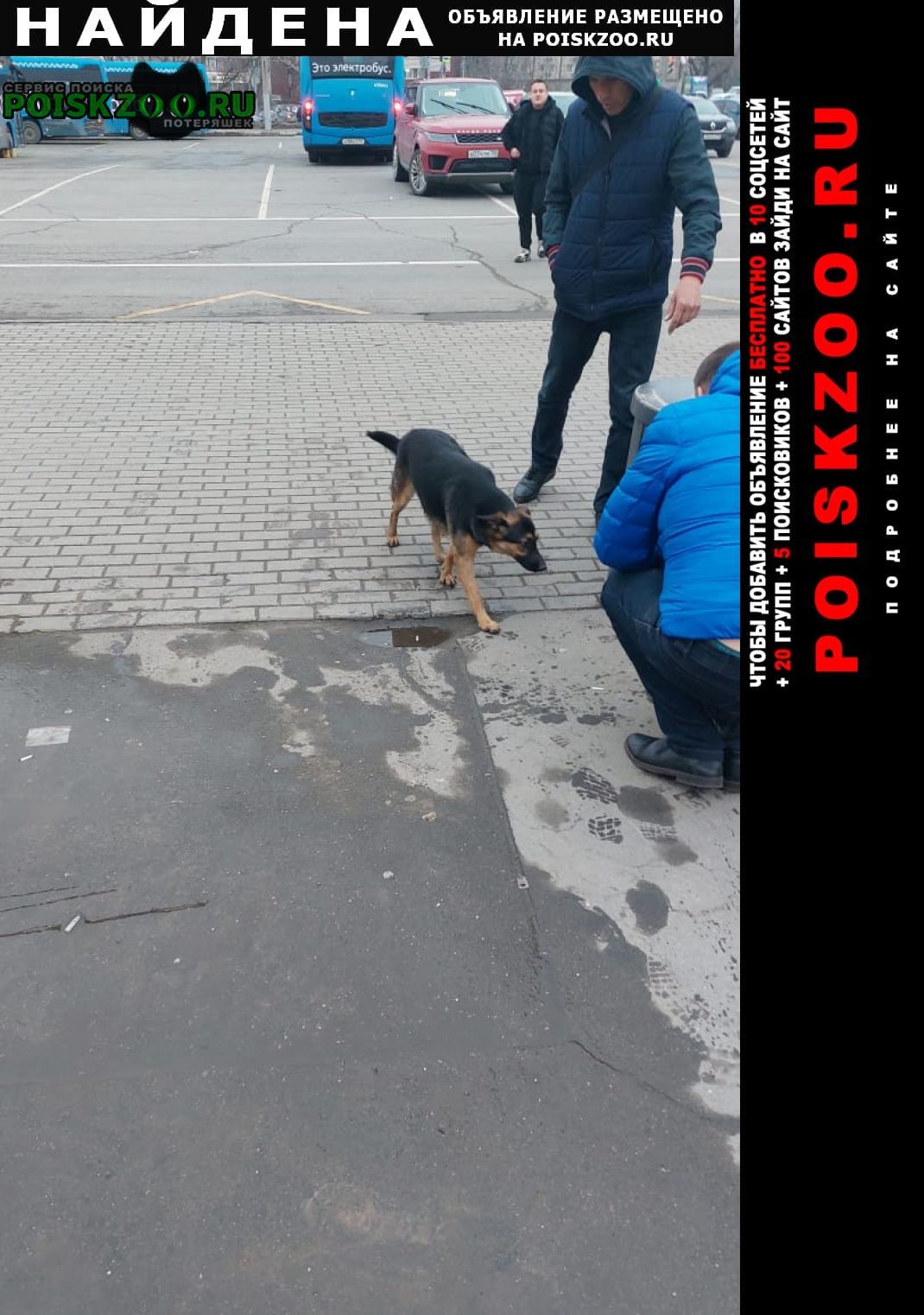 Москва Найдена собака кобель собака у метро владыкино
