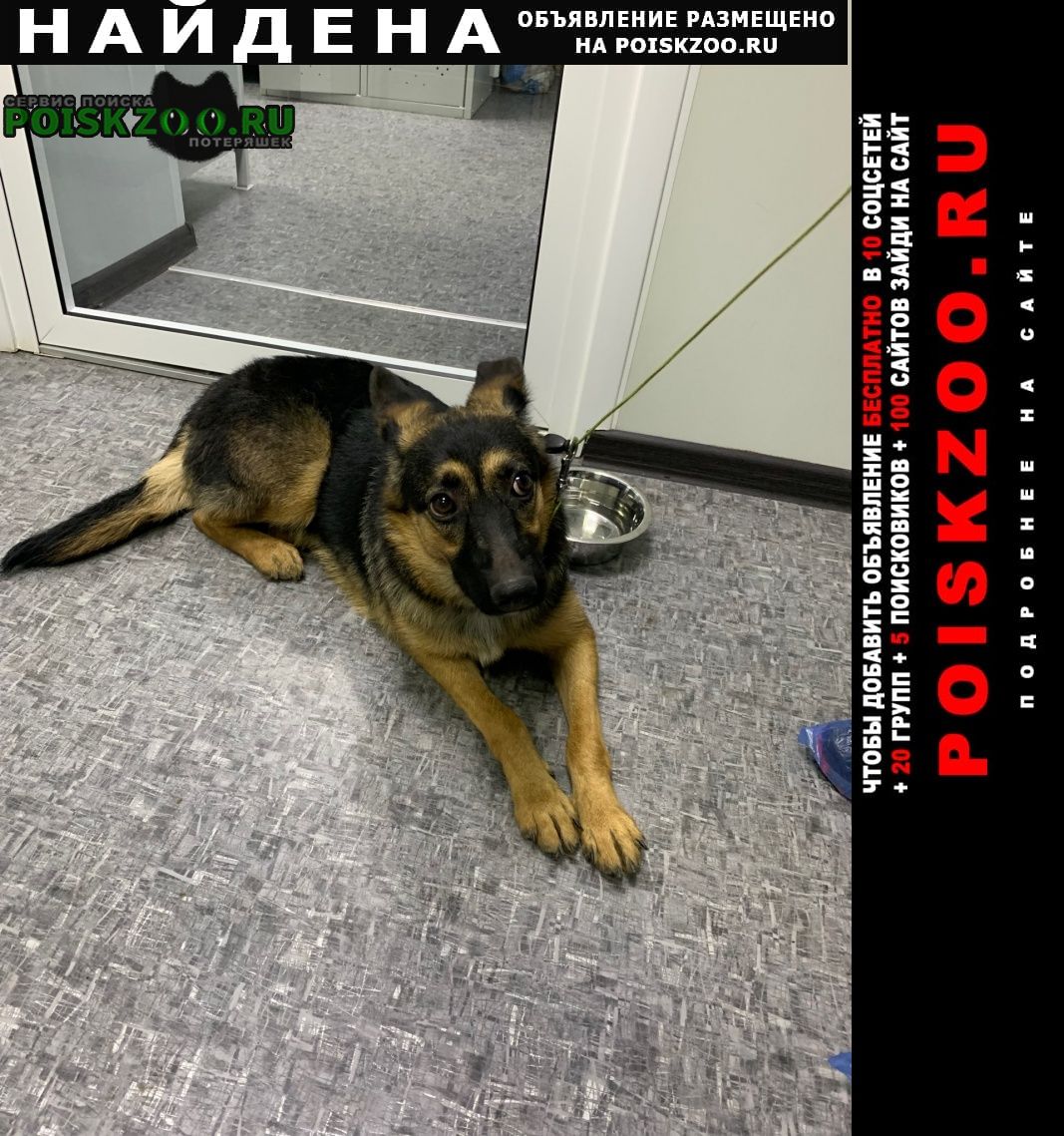Найдена собака, метро владыкино Москва