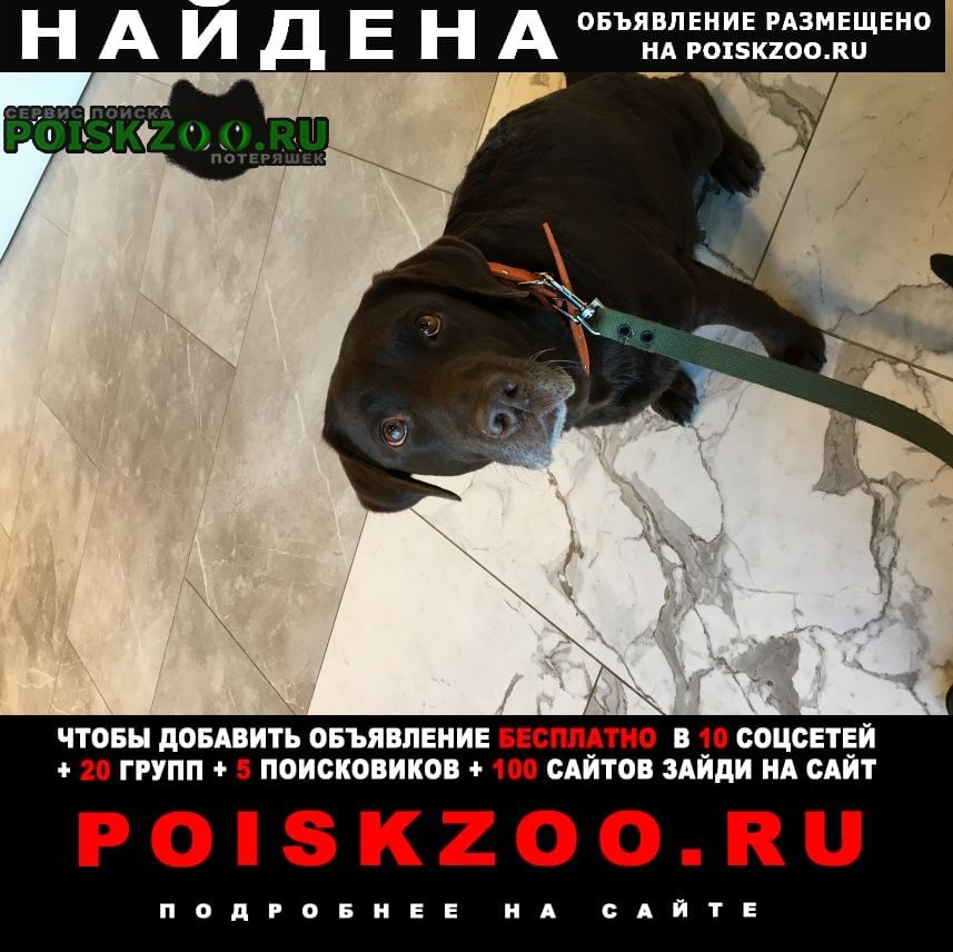 Найдена собака Санкт-Петербург