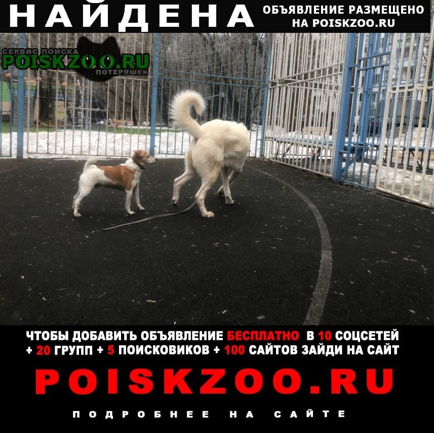 Москва Найдена собака кобель собака