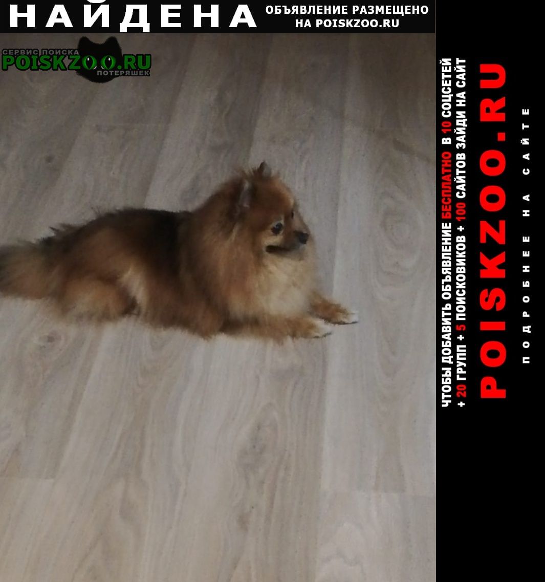 Найдена собака шпиц девочка 3 года Москва