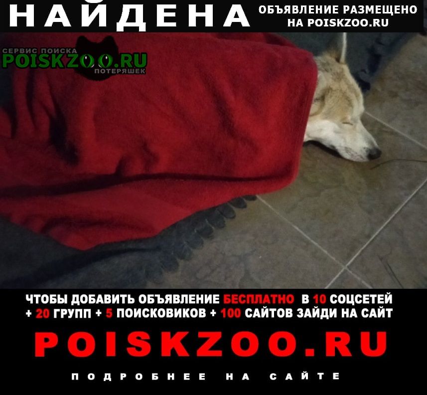 Найдена собака Ярославль
