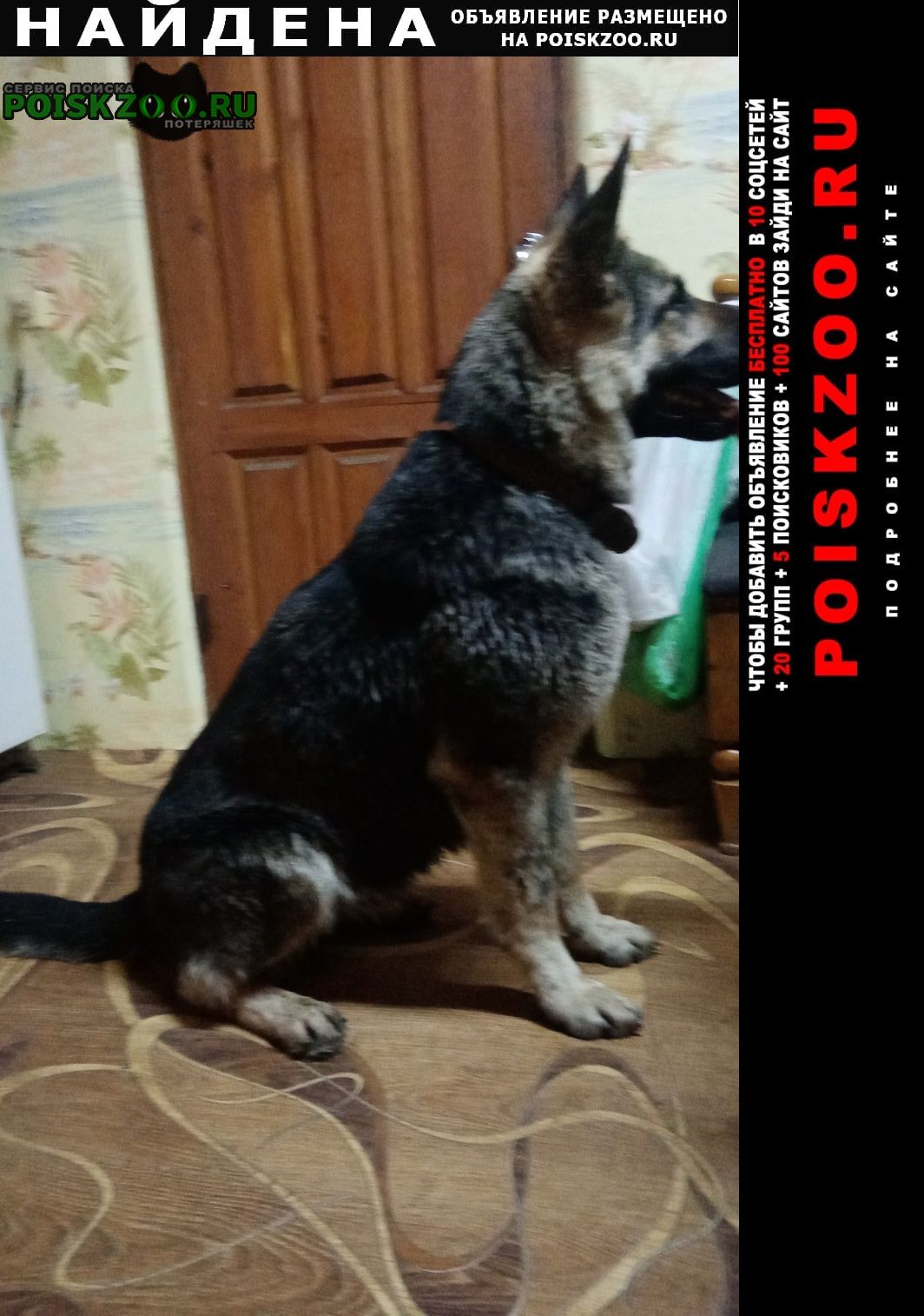 Найдена собака молодая сука восточноевропейская овчарка Воскресенск
