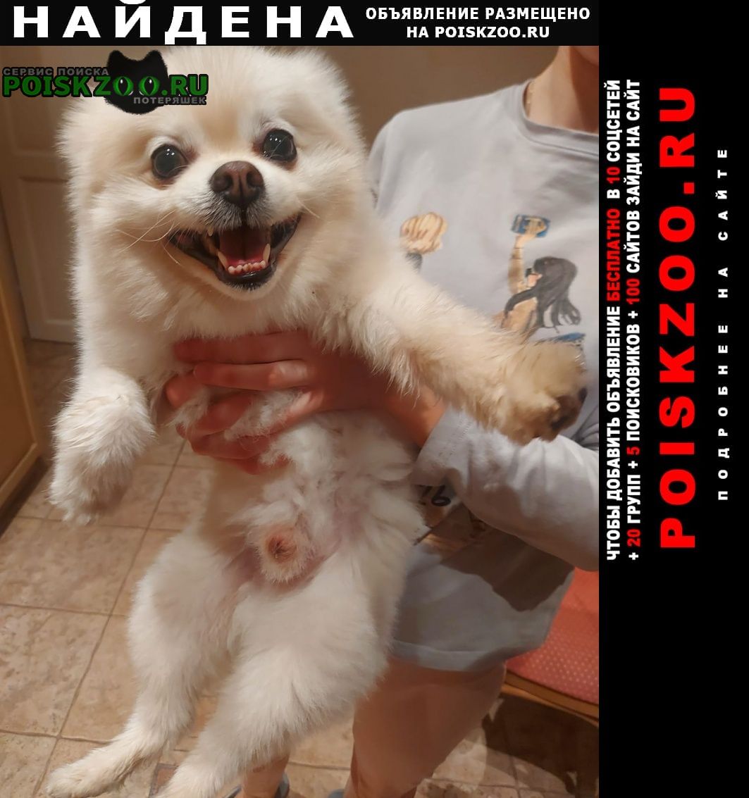 Найдена собака кобель шпиц Москва