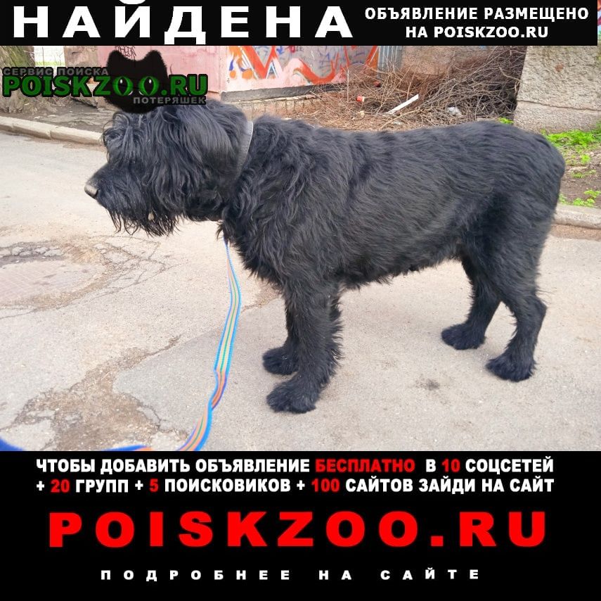 Найдена собака кобель черный терьер Донецк Донецкая обл.