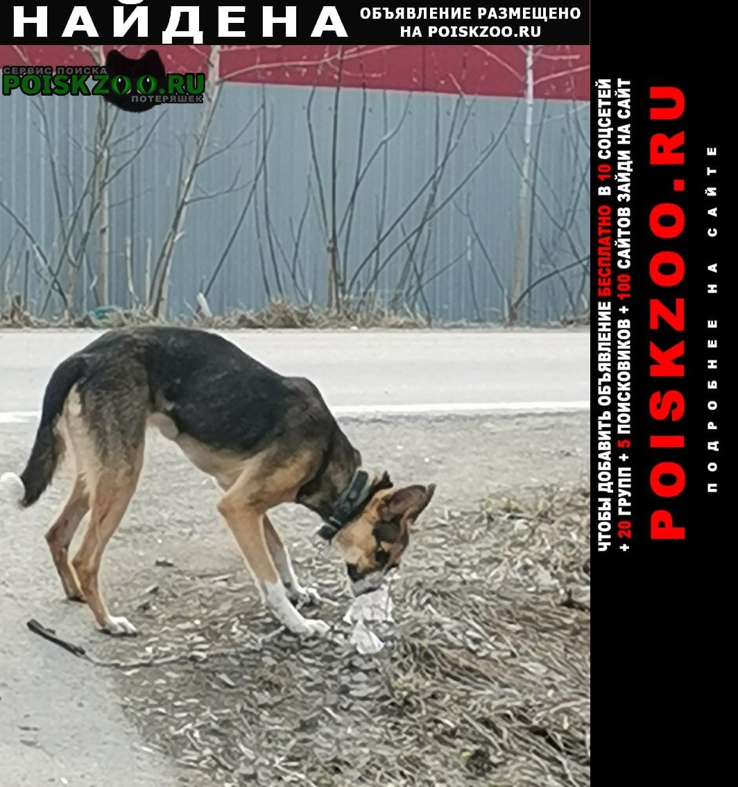 Бердск Найдена собака на ом кладбище бегает