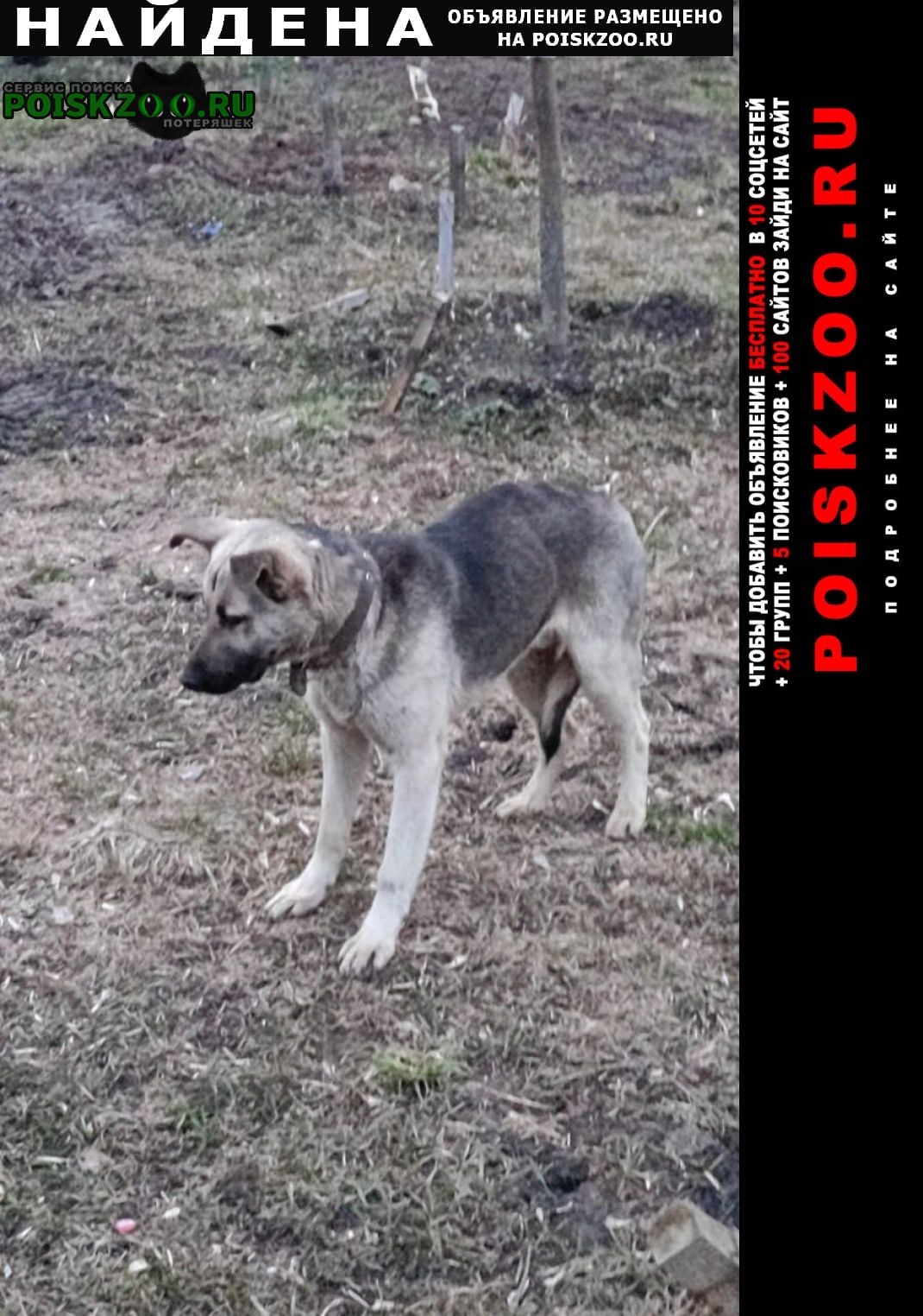 Найдена собака кобель мальчика Москва
