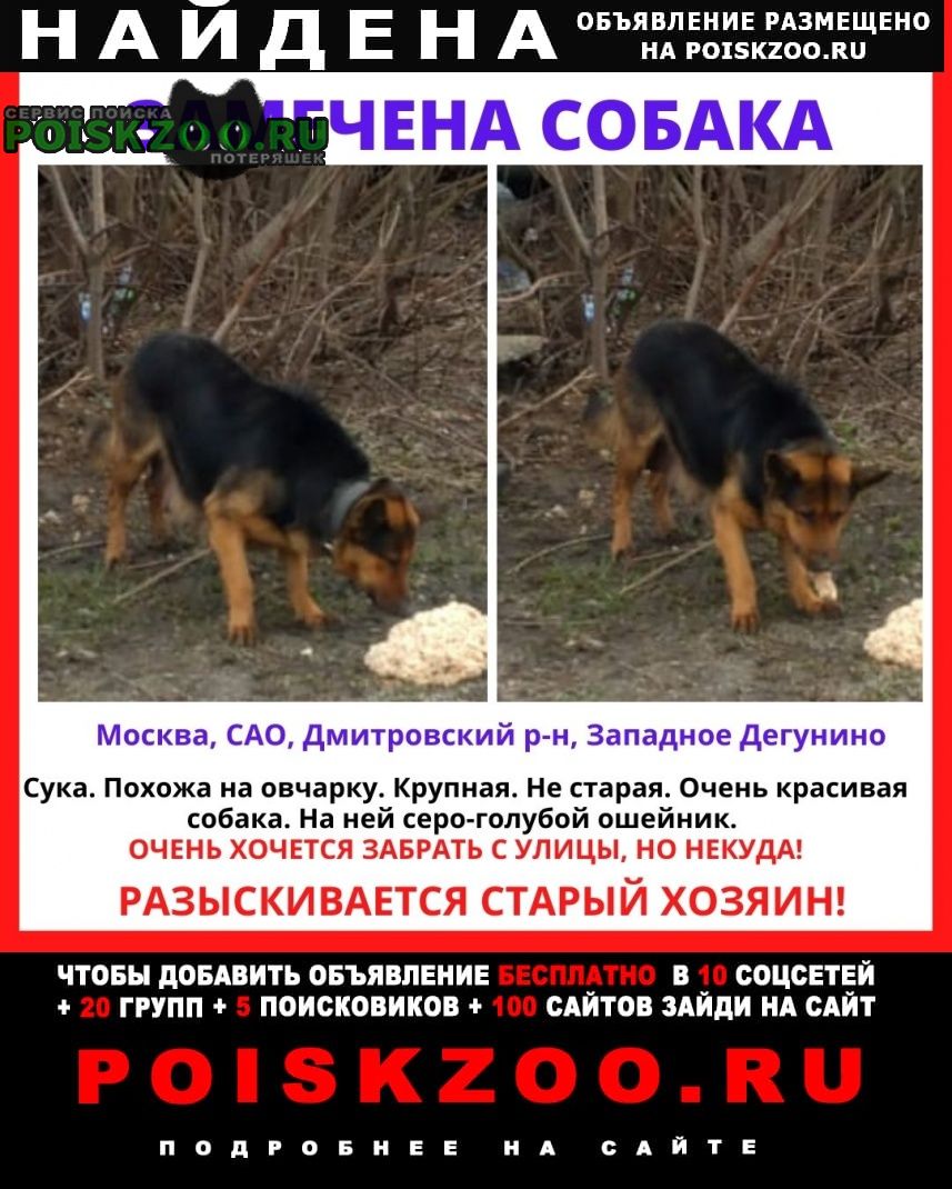 Москва Найдена собака срочно