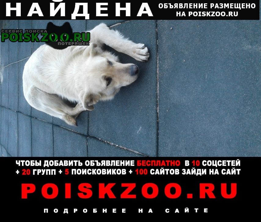 Калининград (Кенигсберг) помогите найти собака потеряла свой дом