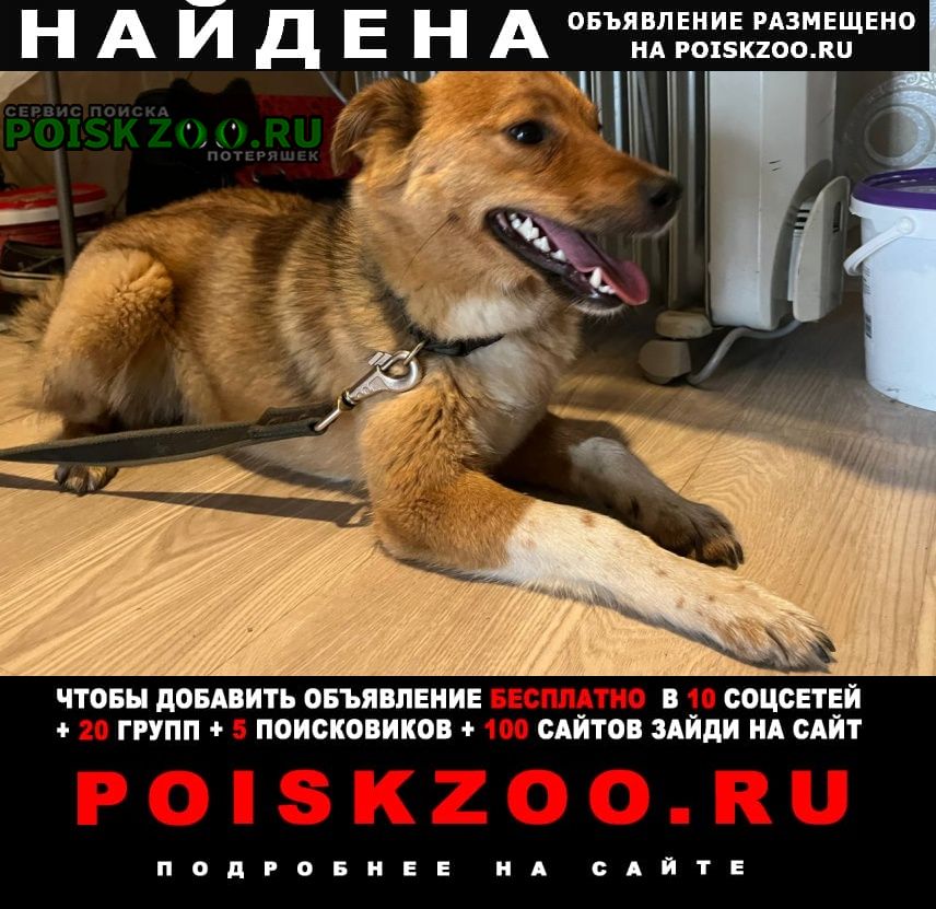 Ульяновск Найдена собака