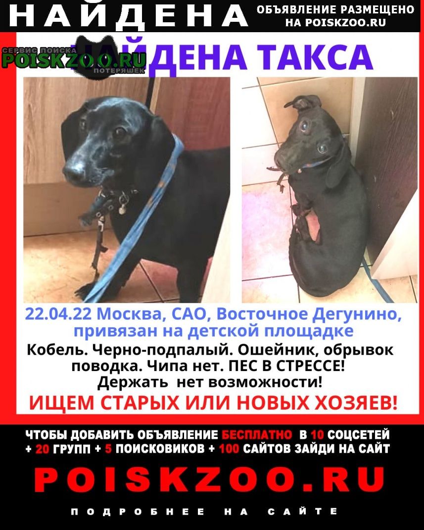 Найдена собака кобель таксы Москва