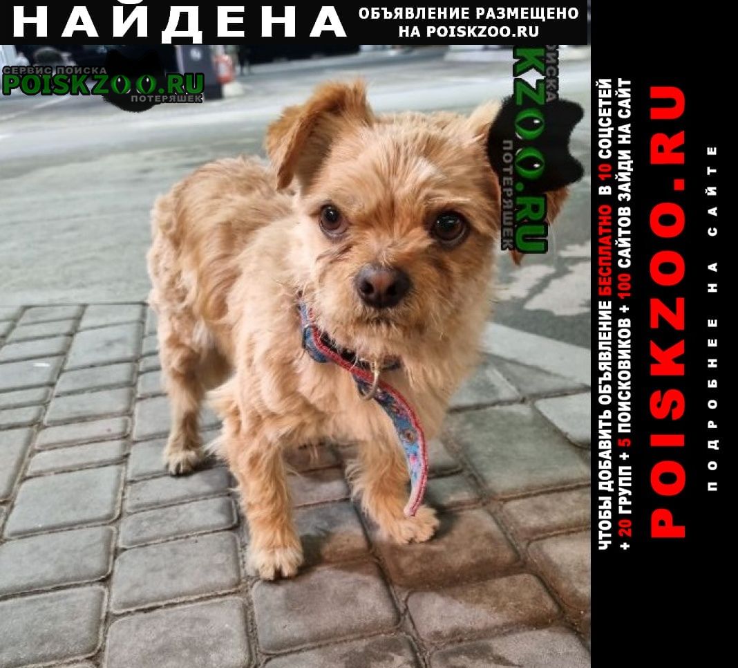 Найдена собака кобель Белогорск Крым