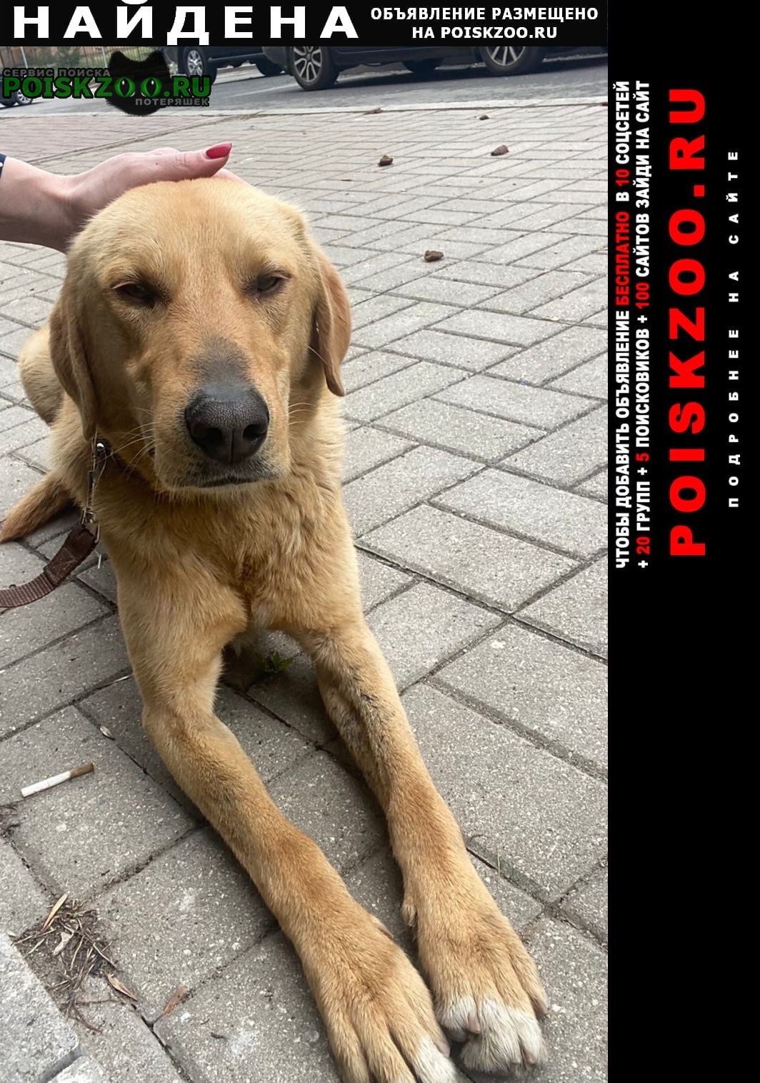 Найдена собака кобель ищем хозяина Ярославль