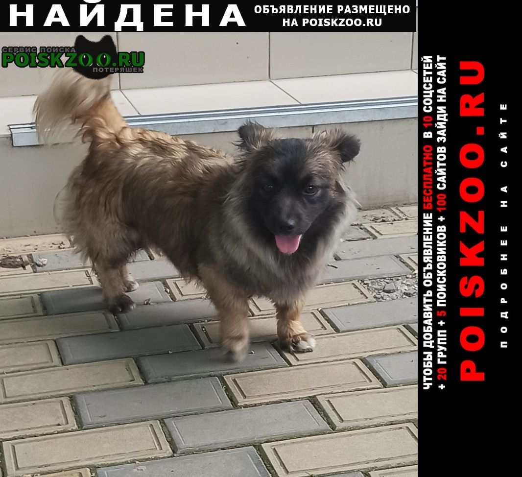 Найдена собака. фмр. маленькая Краснодар