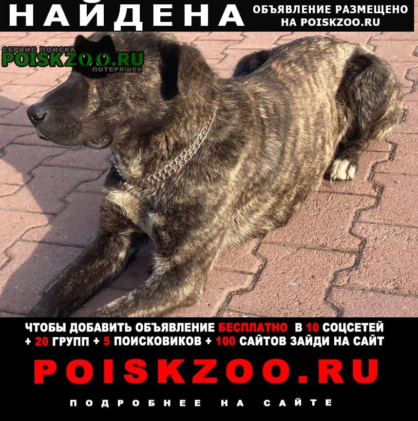 Хабаровск Найдена собака в ошейнике-цепочке