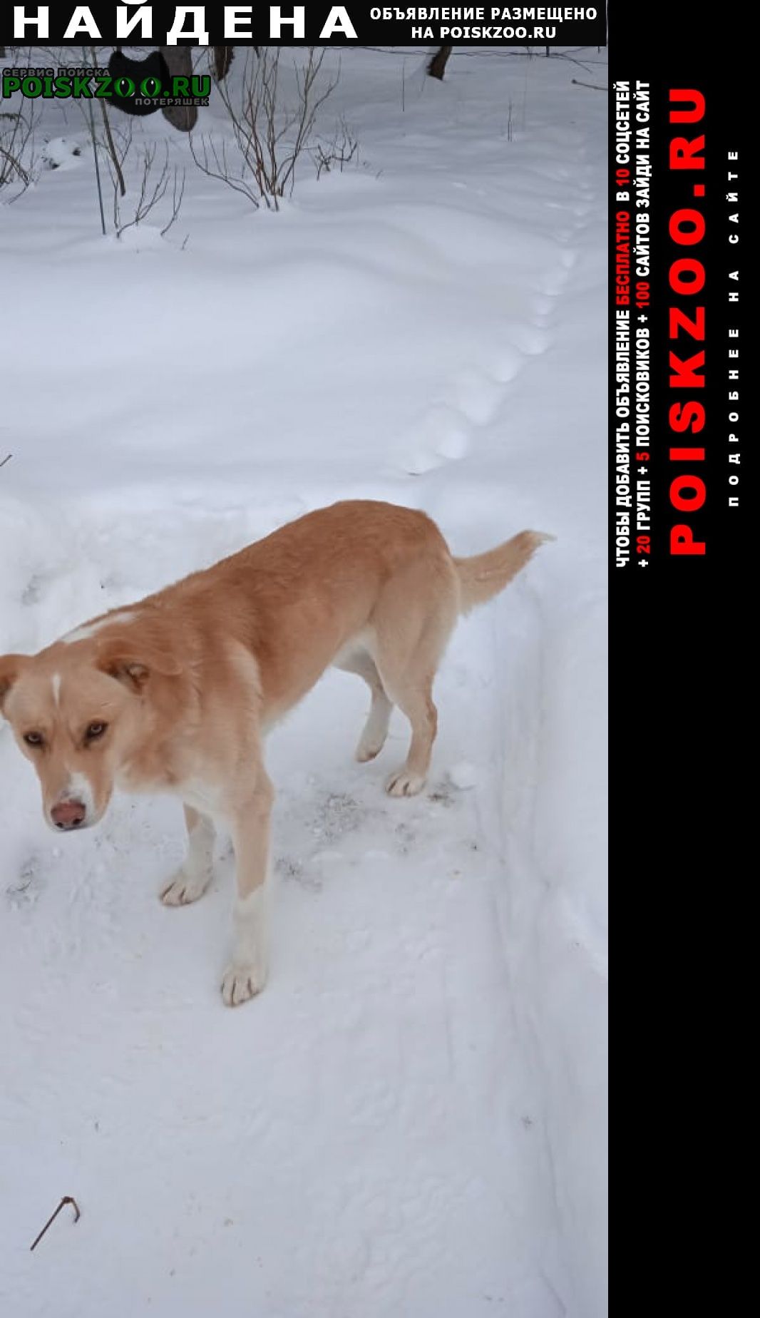 Найдена собака кобель молодой Нарофоминск