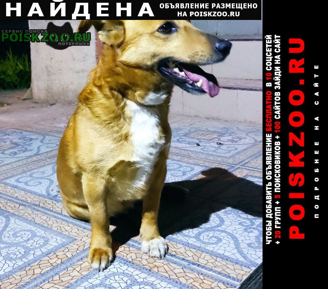 Севастополь Найдена собака кобель.