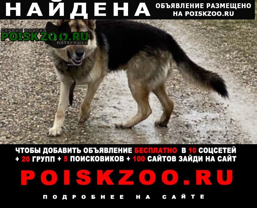 Сергиев Посад Найдена собака кобель восточно-европейская овчарка