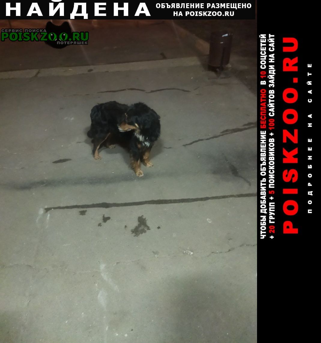 Найдена собака сука, с ошейником Москва