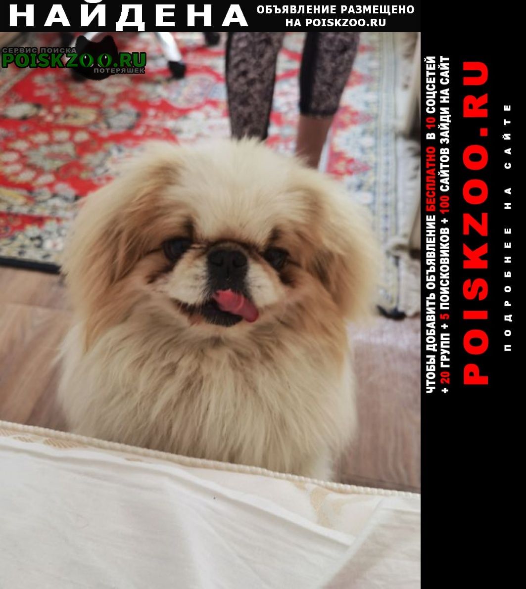 Найдена собака кобель белый пекинес Севастополь