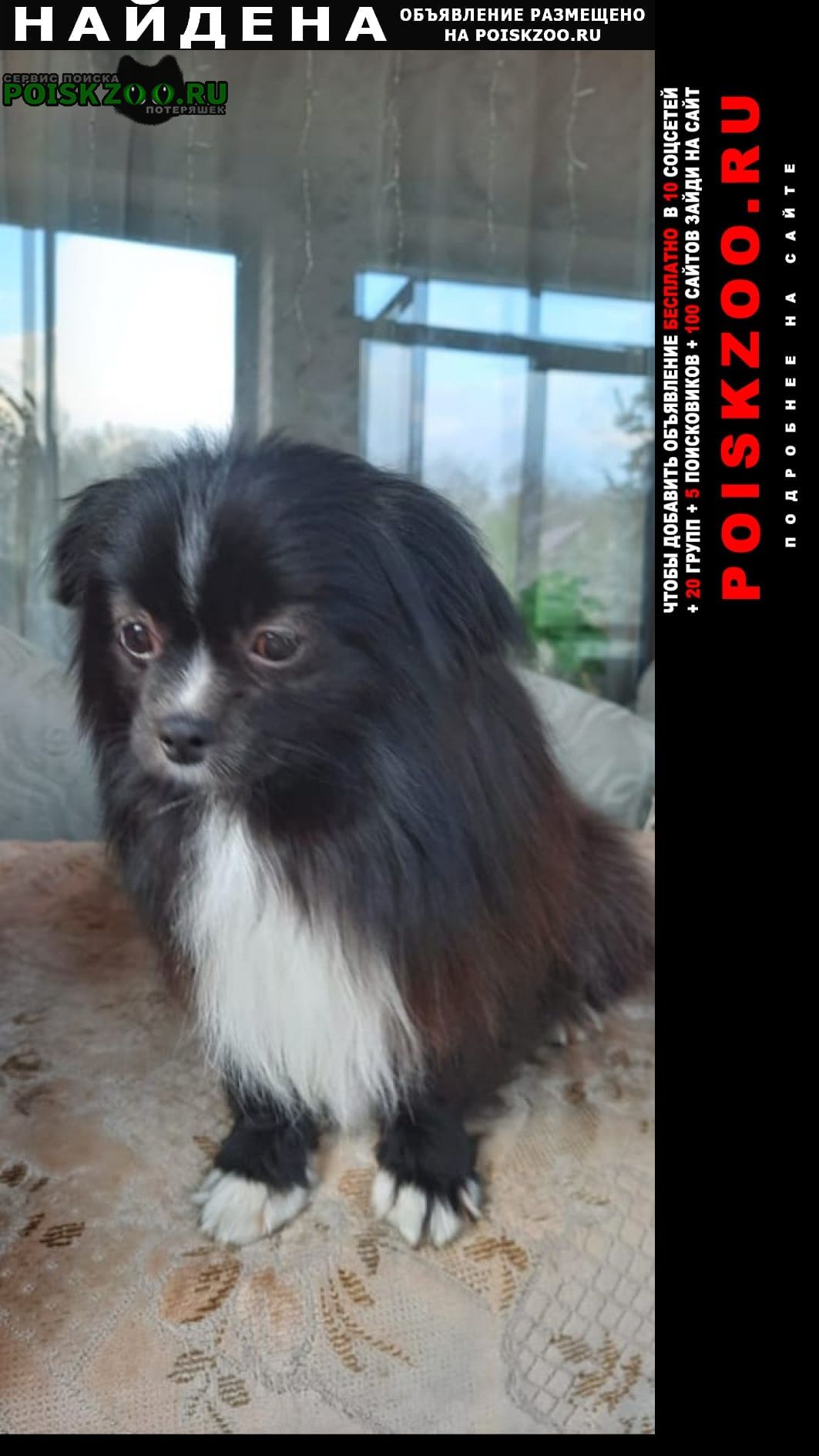 Найдена собака пекинес девочка Тула