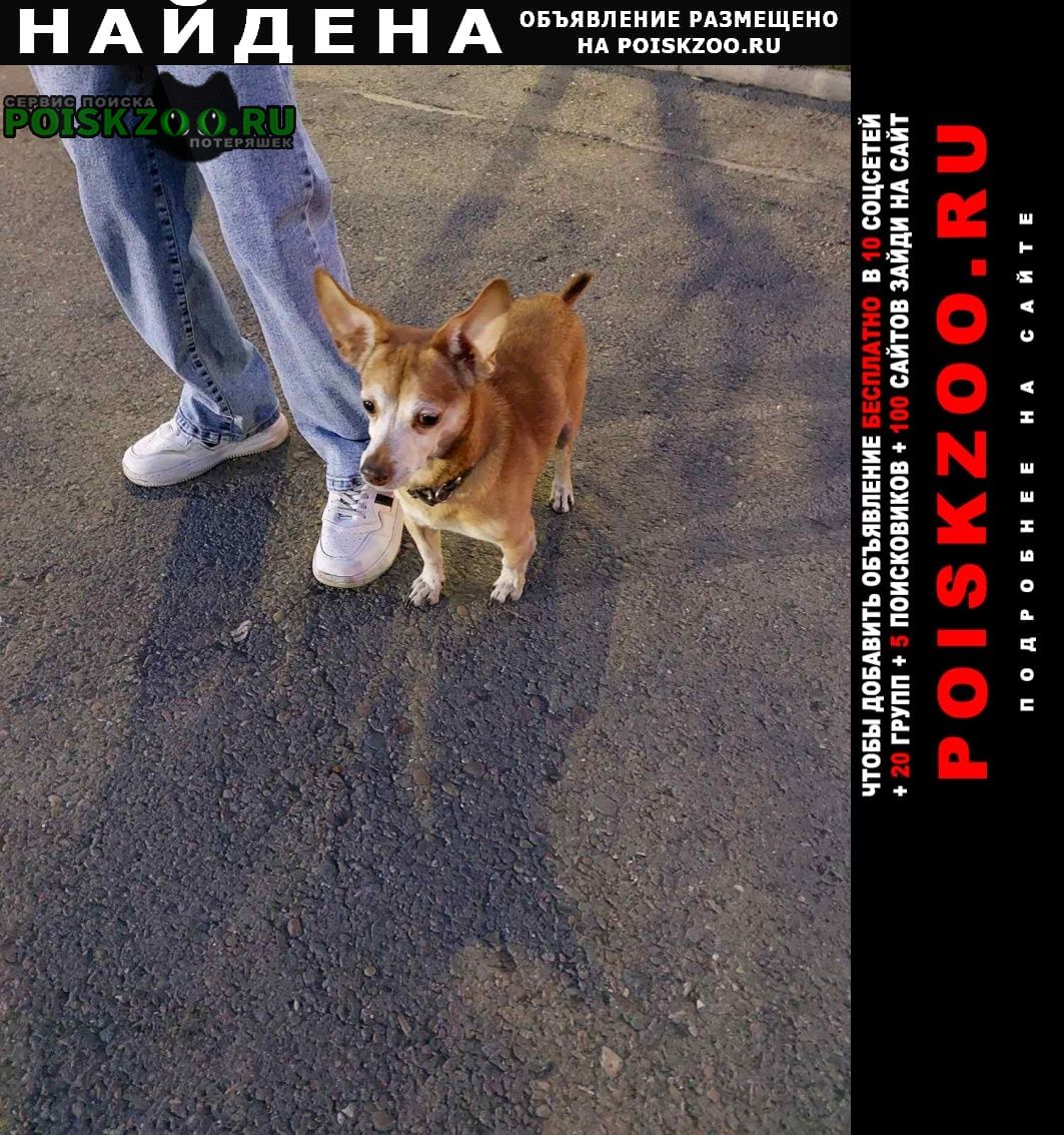 Найдена собака кобель с ошейником Красноярск