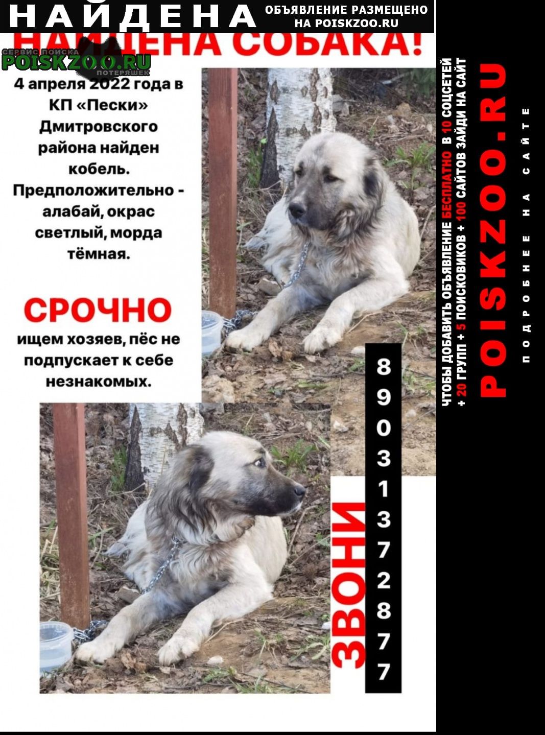 Найдена собака кобель предположительно - алабай Пески (Московская обл.)