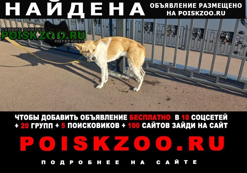 Красноярск Найдена собака