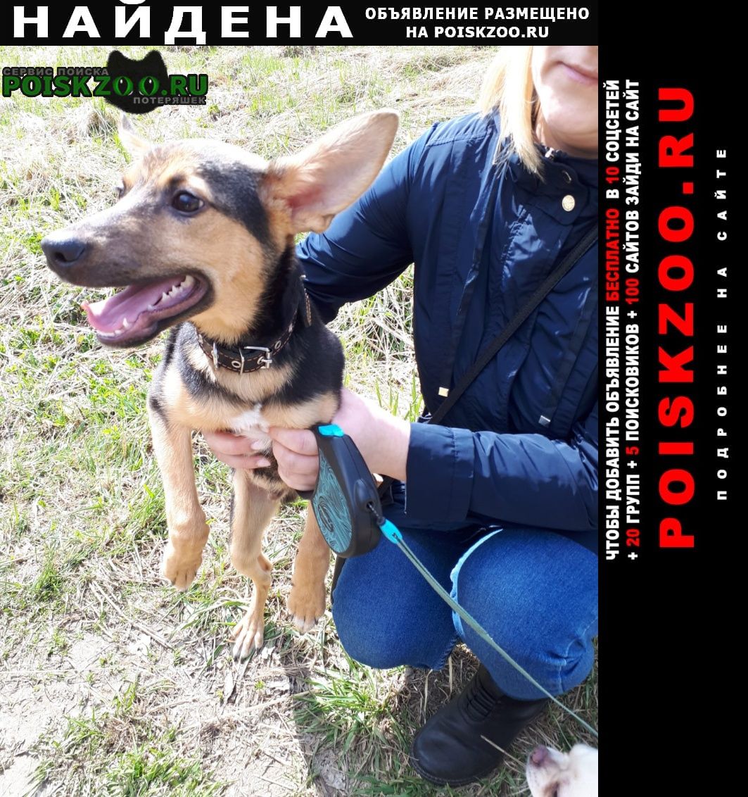 Найдена собака кобель щенок мальчик полежаевский парк Санкт-Петербург