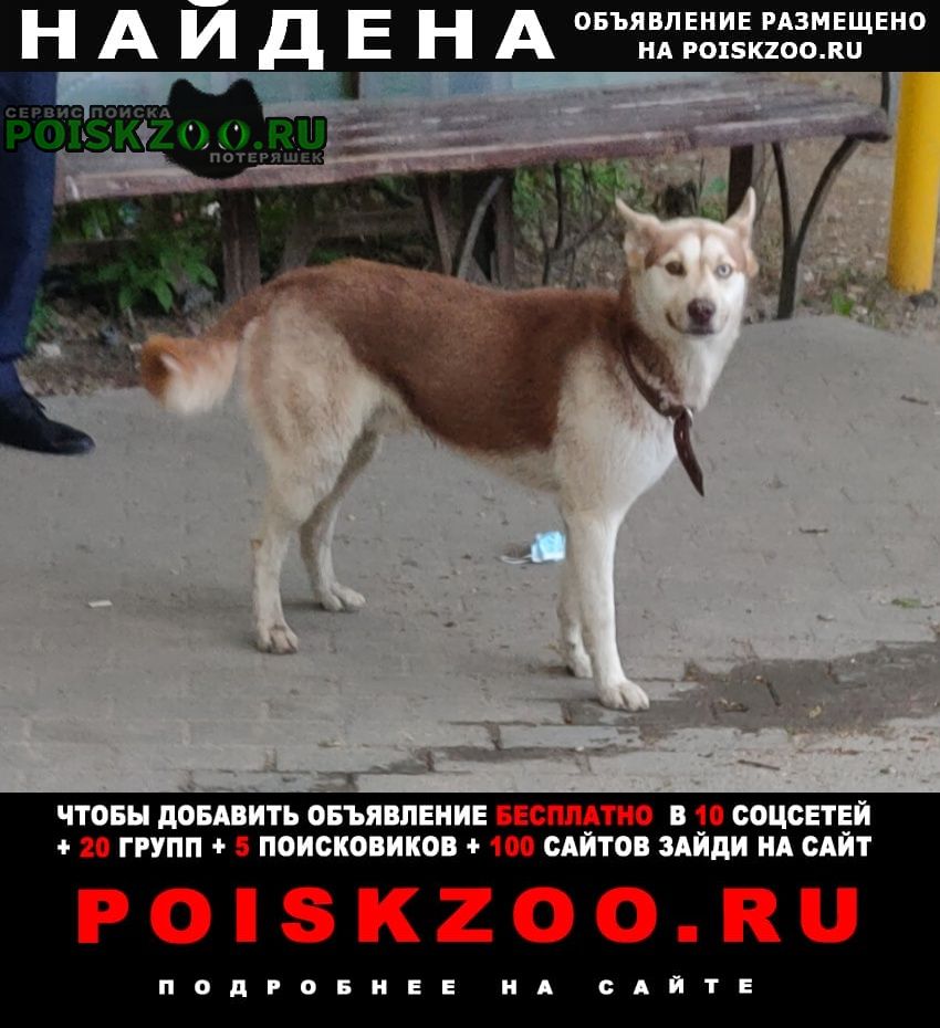 Найдена собака замечена в районе схи рыжая хаски Воронеж