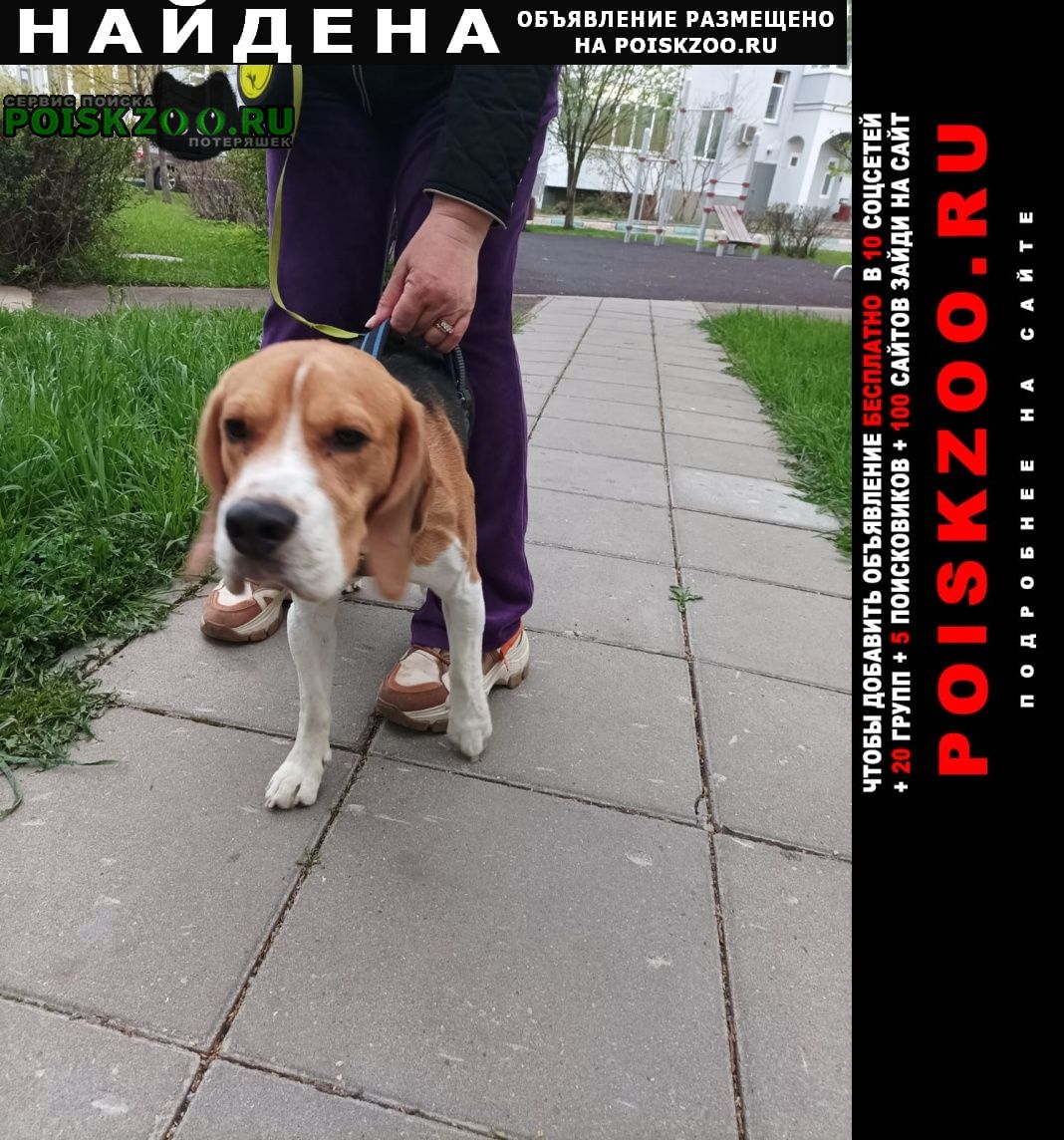 Москва Найдена собака кобель бигль
