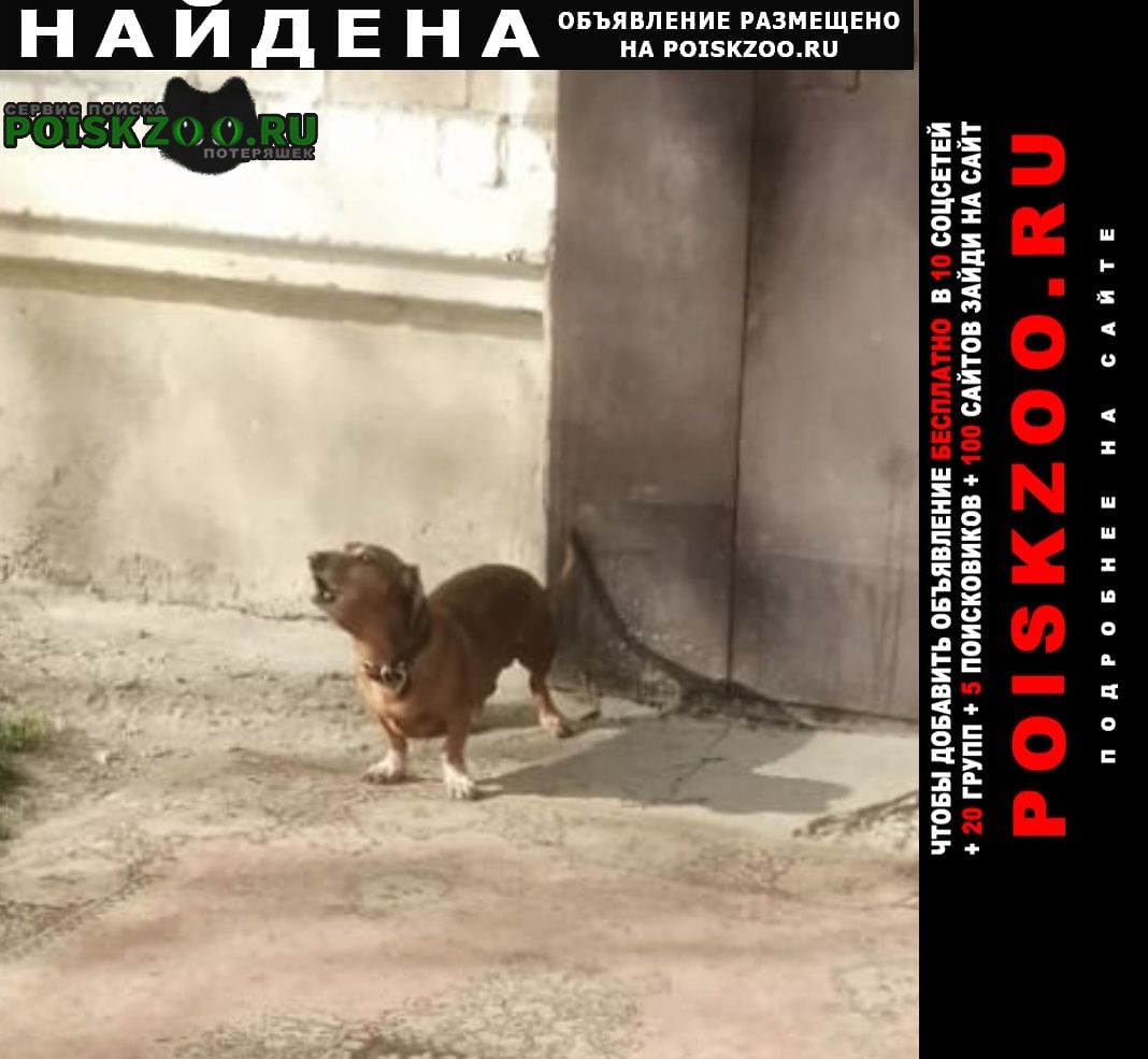 Арсеньев Найдена собака такса у кафе созвездие
