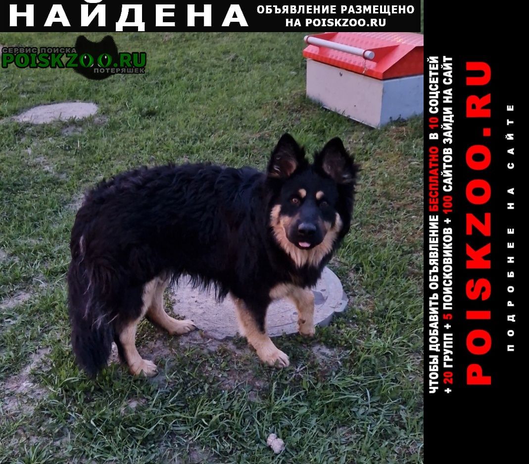 Найдена собака пёс.сергиево-посадский район. Сергиев Посад