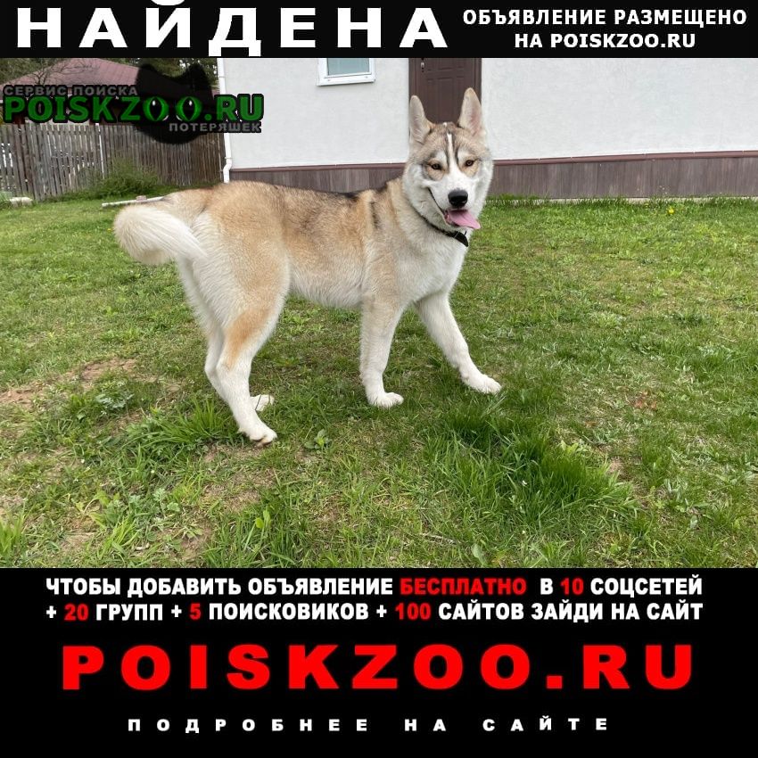 Найдена собака кобель Обнинск